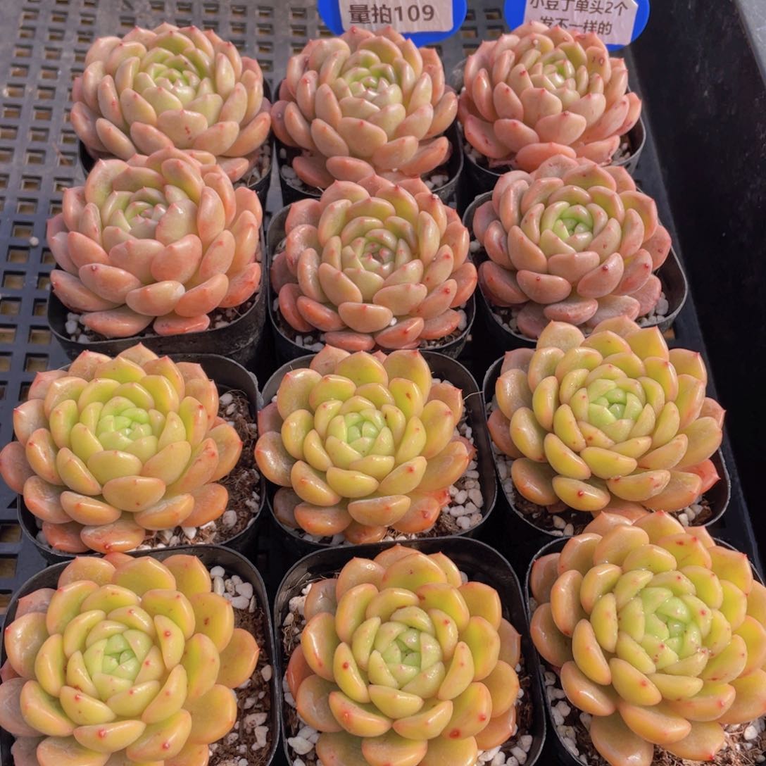 量拍109号 小豆丁单头2个 发不一样的