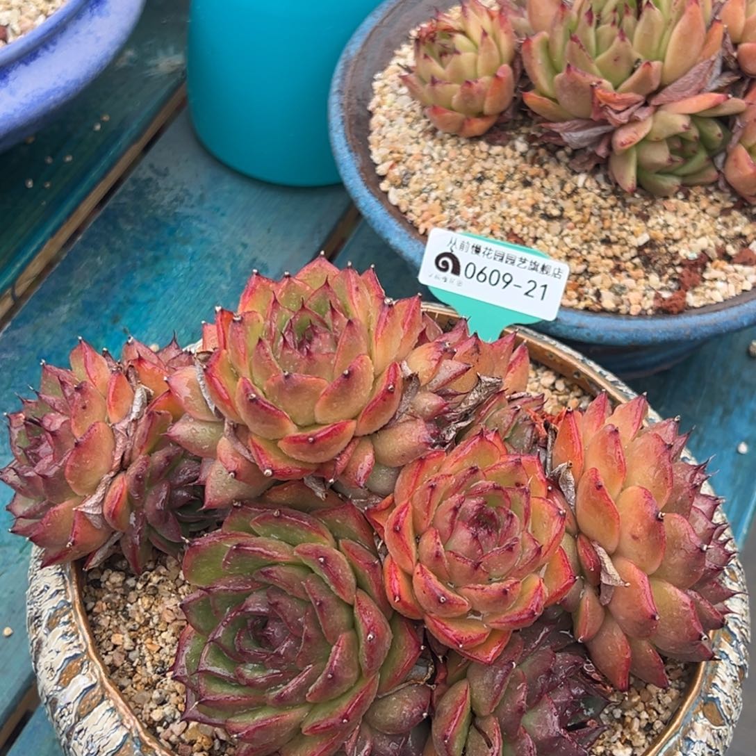 从前慢多肉精选编号0609.21