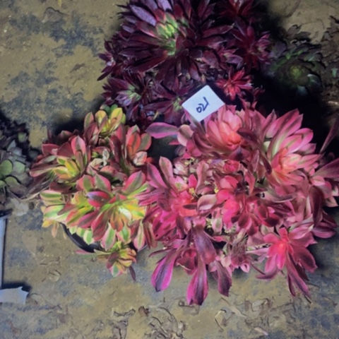 砍头朵朵不售后母本21多肉