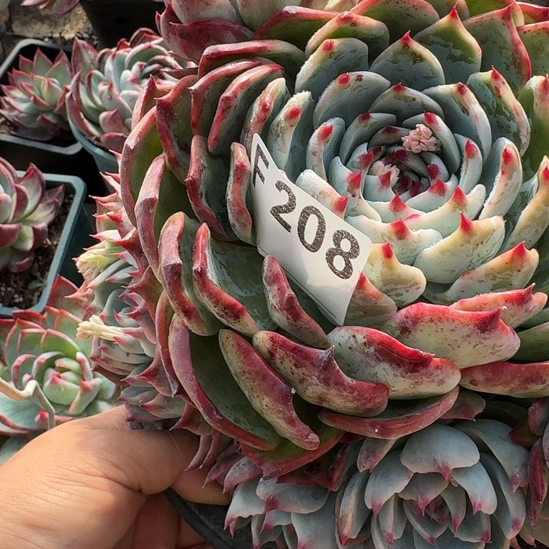 :***࿐惊鸿惊鸿惊鸿 208...........