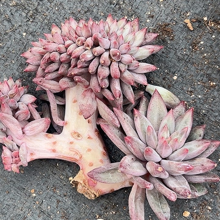 流沙虞美人缀特价多肉