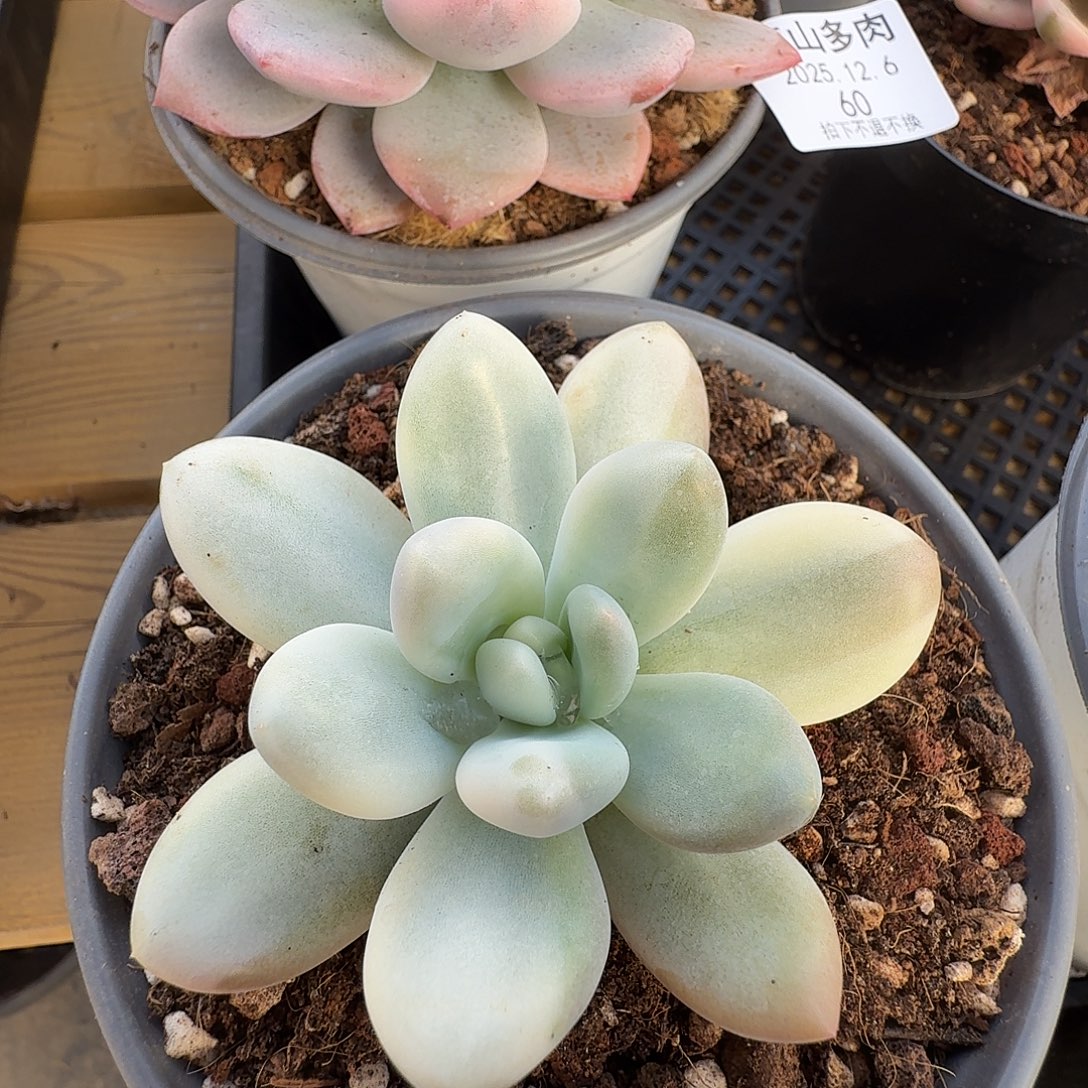 新香水锦1111126-59