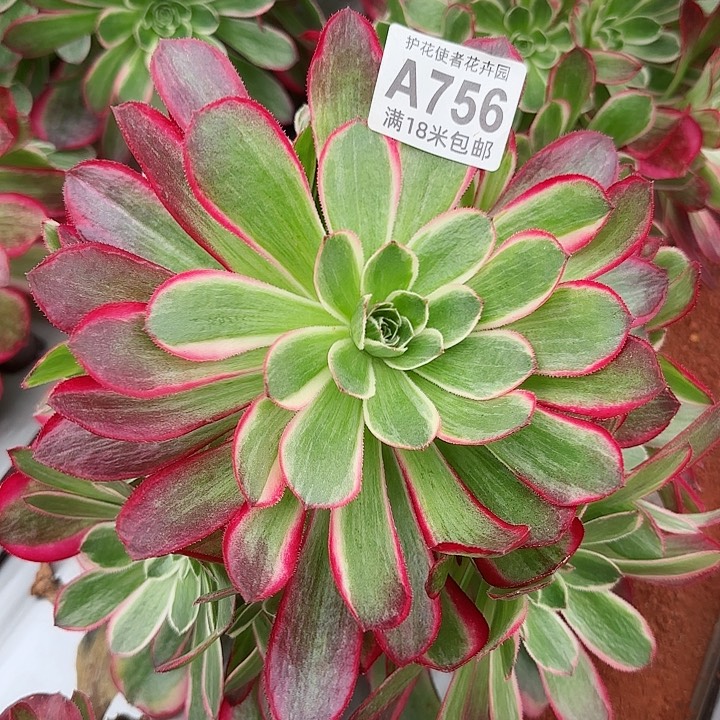 多肉法师孔雀翎朵朵