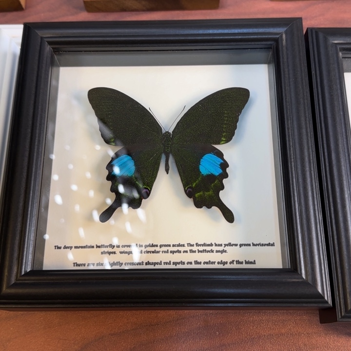 蝴蝶标本蝴蝶标本