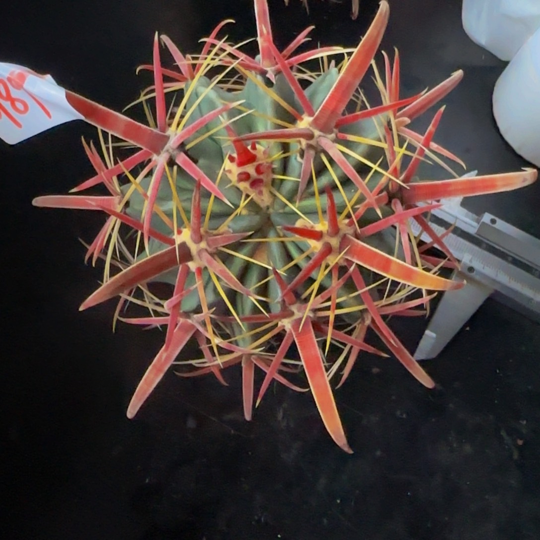 穆***枫0189丸叶日出大福利