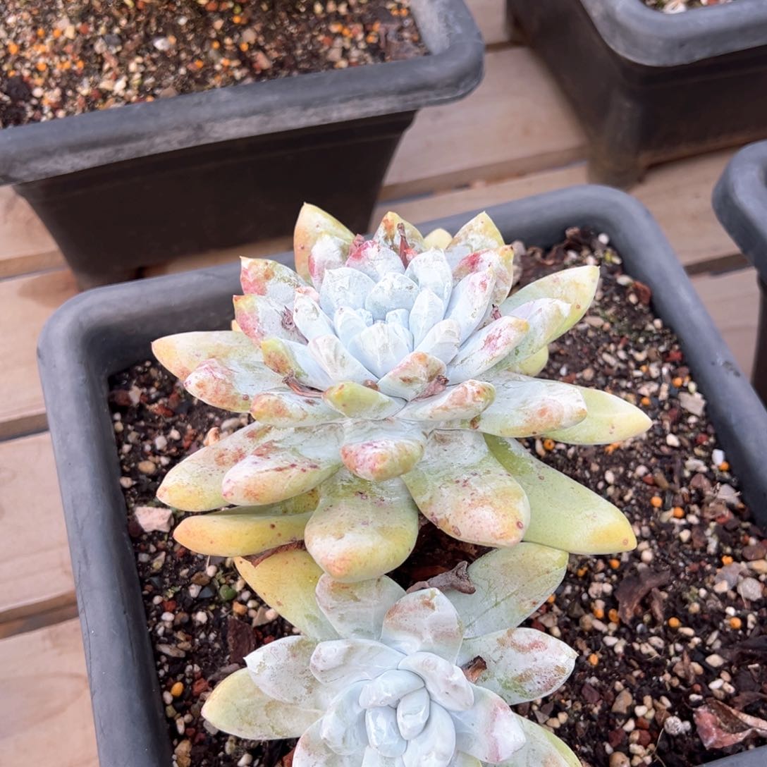 400瑕疵双头拇指多肉 