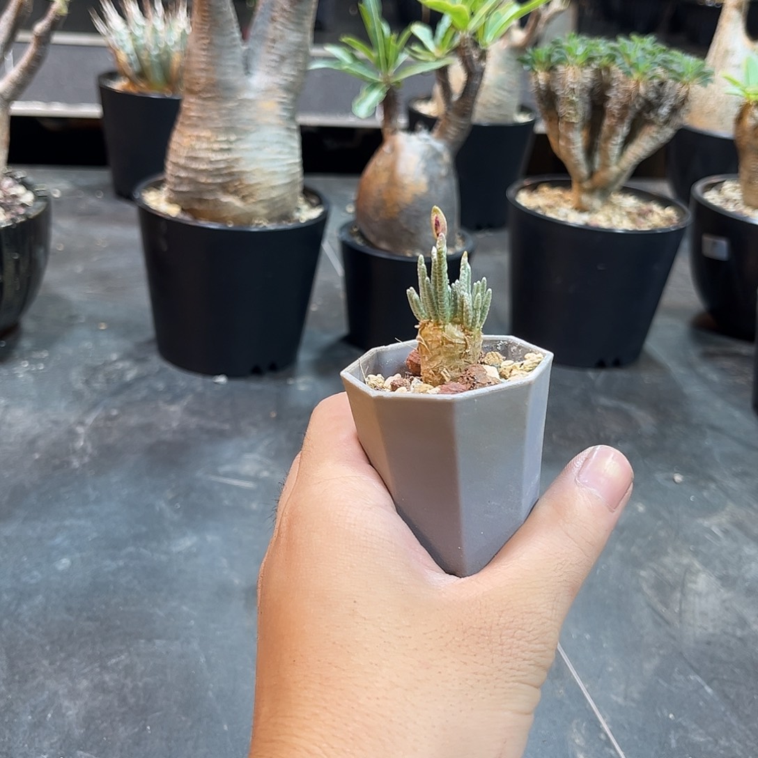 韧锦5666666666666666666