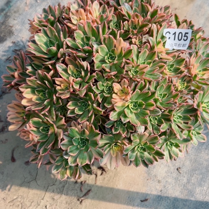 105甜茶多肉植物的生长