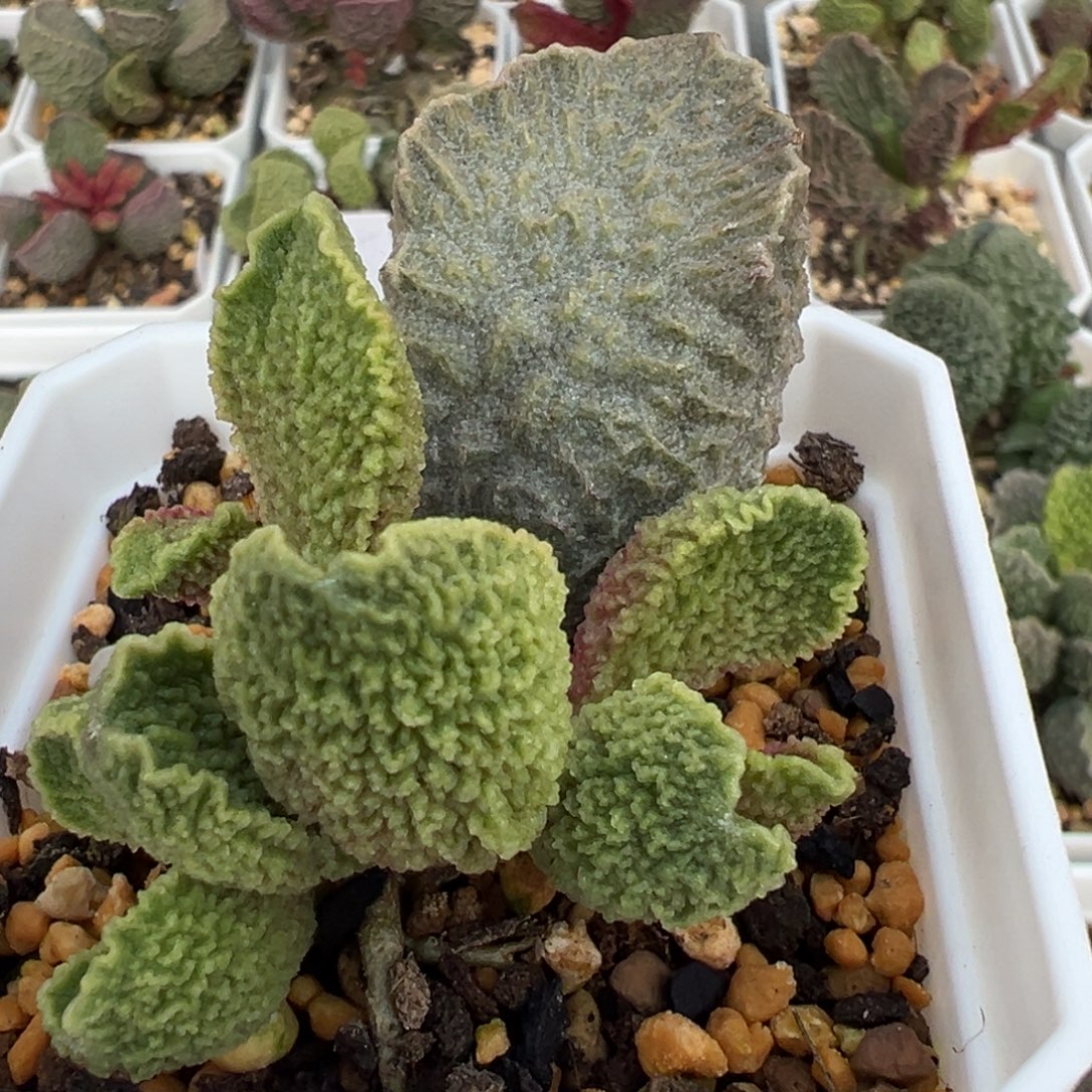 娜塔娜多头纯木质桩多肉植物