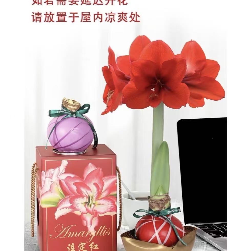 【思芹花卉|红君主（紫球）朱顶红腊球】秘鲁进口懒人花材，顺丰包邮