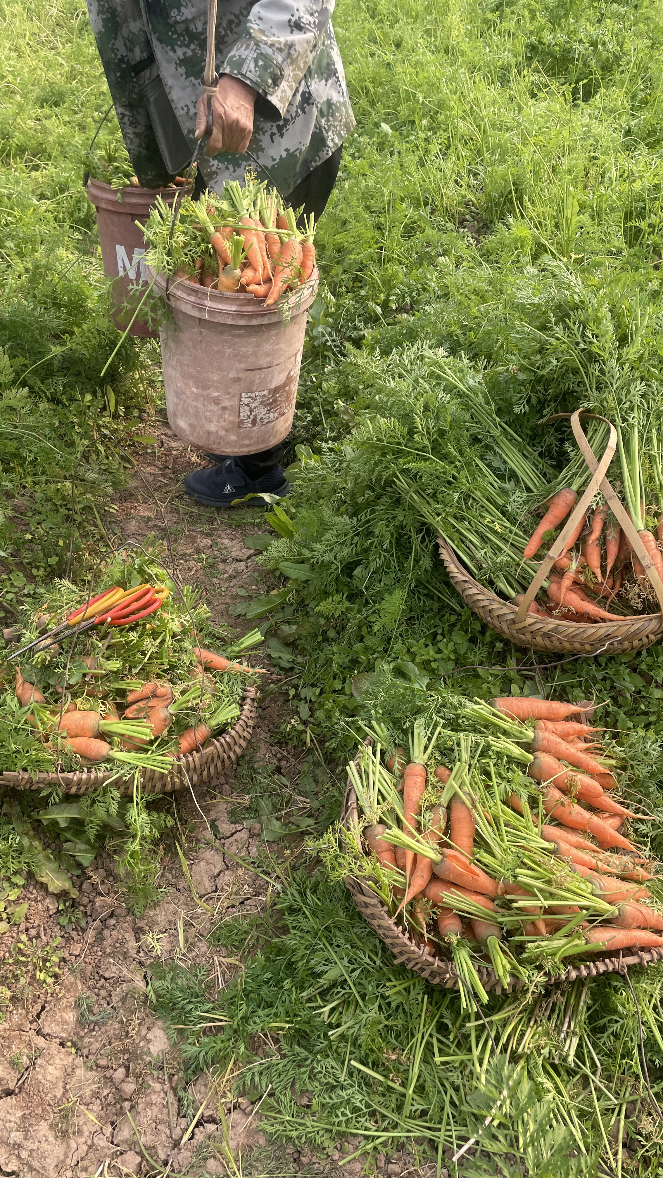 农家自种胡萝卜 绿色健康 现挖现发