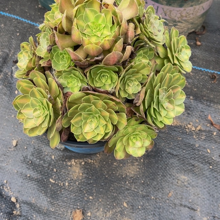 299倾城中班多肉植物法师