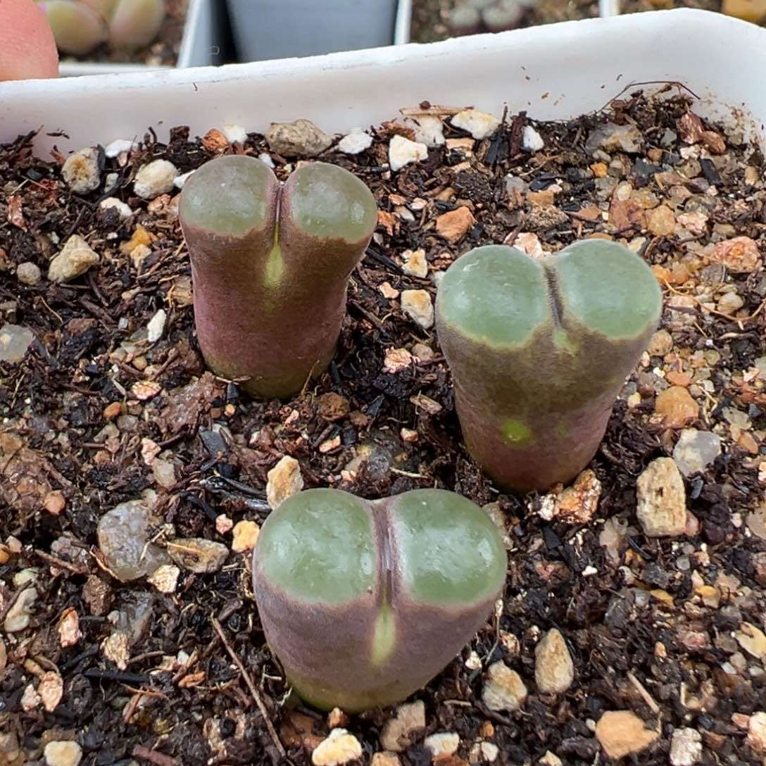 2.7好看的多肉727