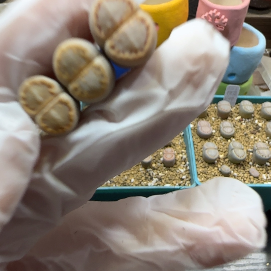 不***～12.2.216饼干.9024