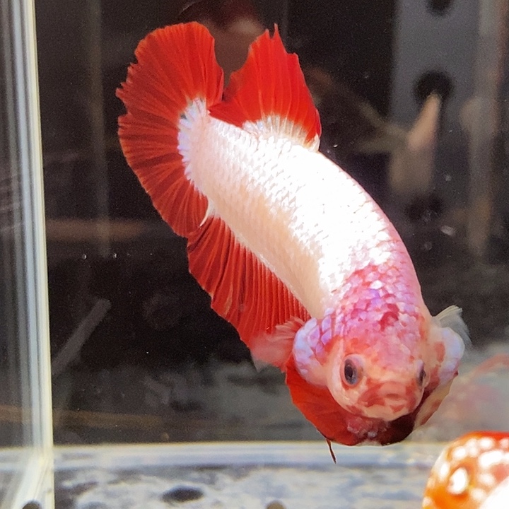 斗鱼黑60号巨斗将军