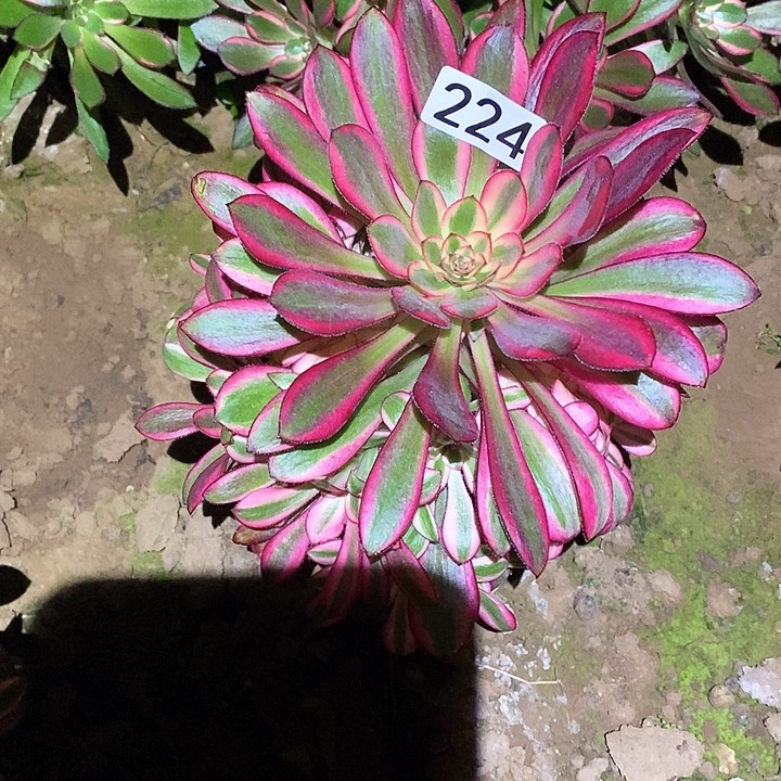 多肉植物法师224香奈儿