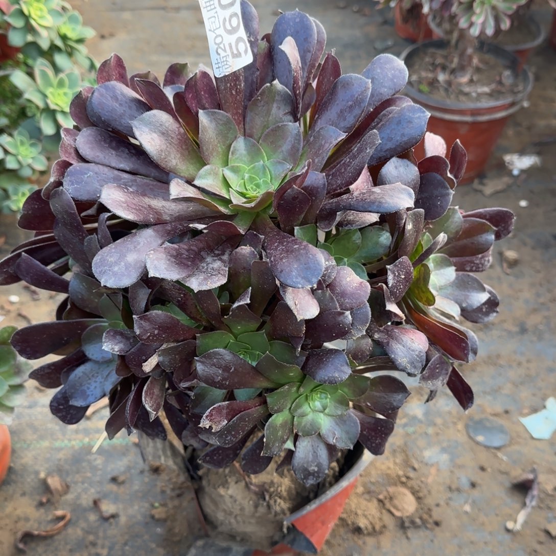 梅花博迪560满20包邮断枝不包