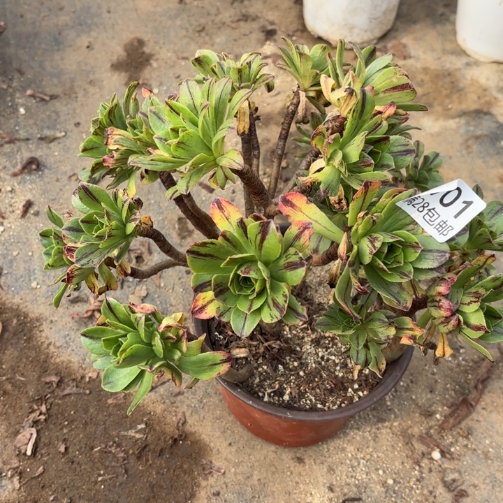 碧火多肉处理不包断头901