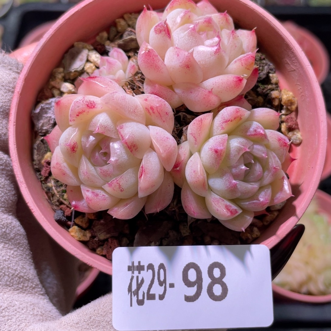 花利美29-98麦秆群