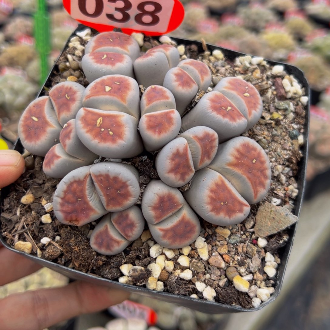 038 生石花大群生很不错