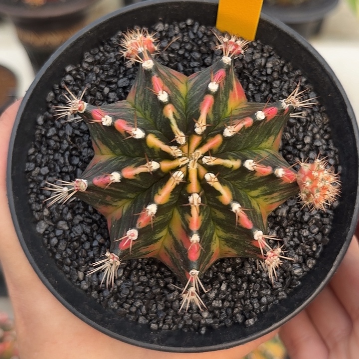 泰国米哈精品实生107-0102