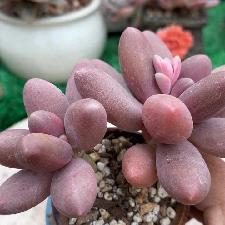 糖果美人整小老桩带盆土