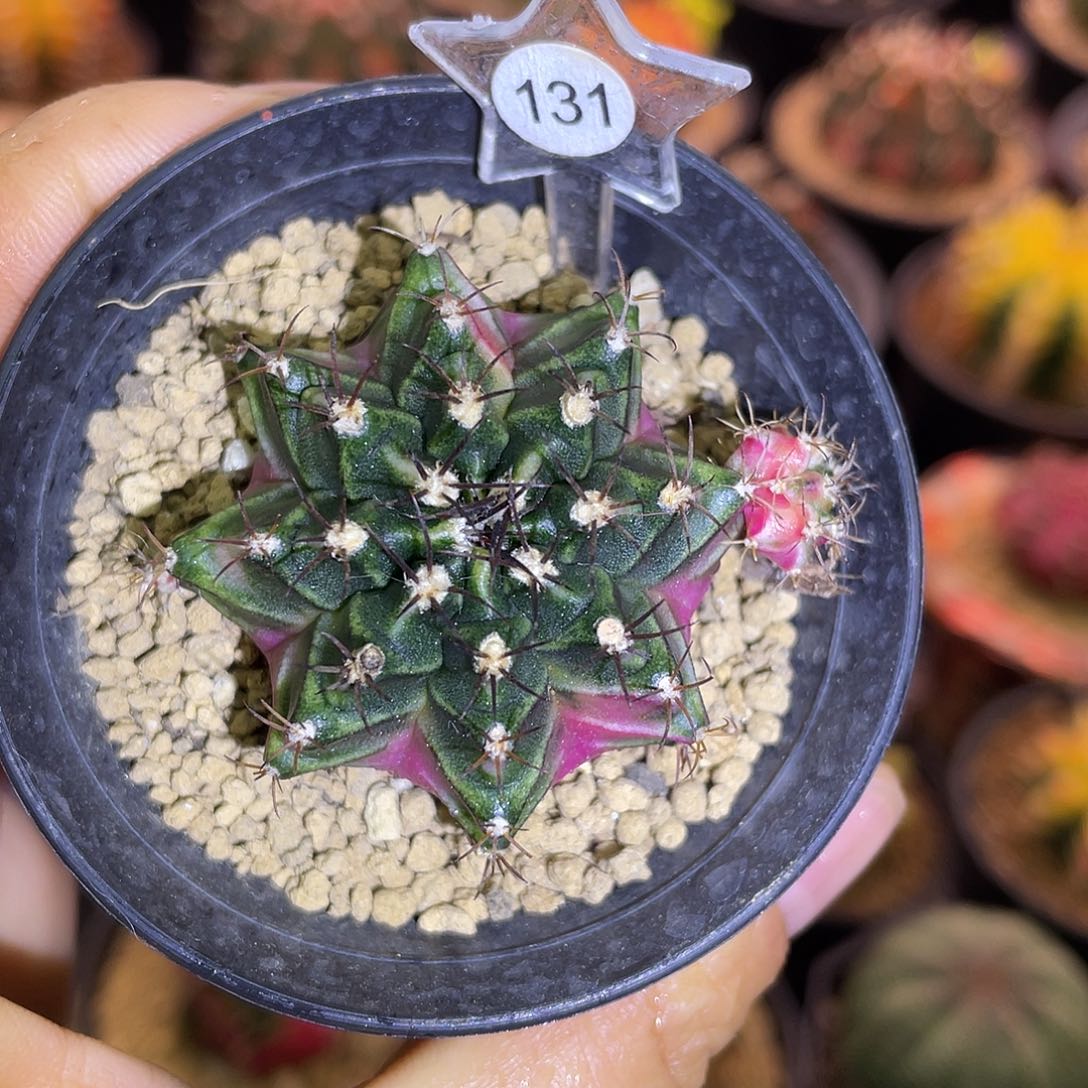 1-131泡泡糖4厘米