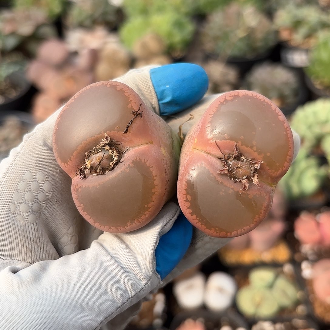 486 净窗老母本 脱土