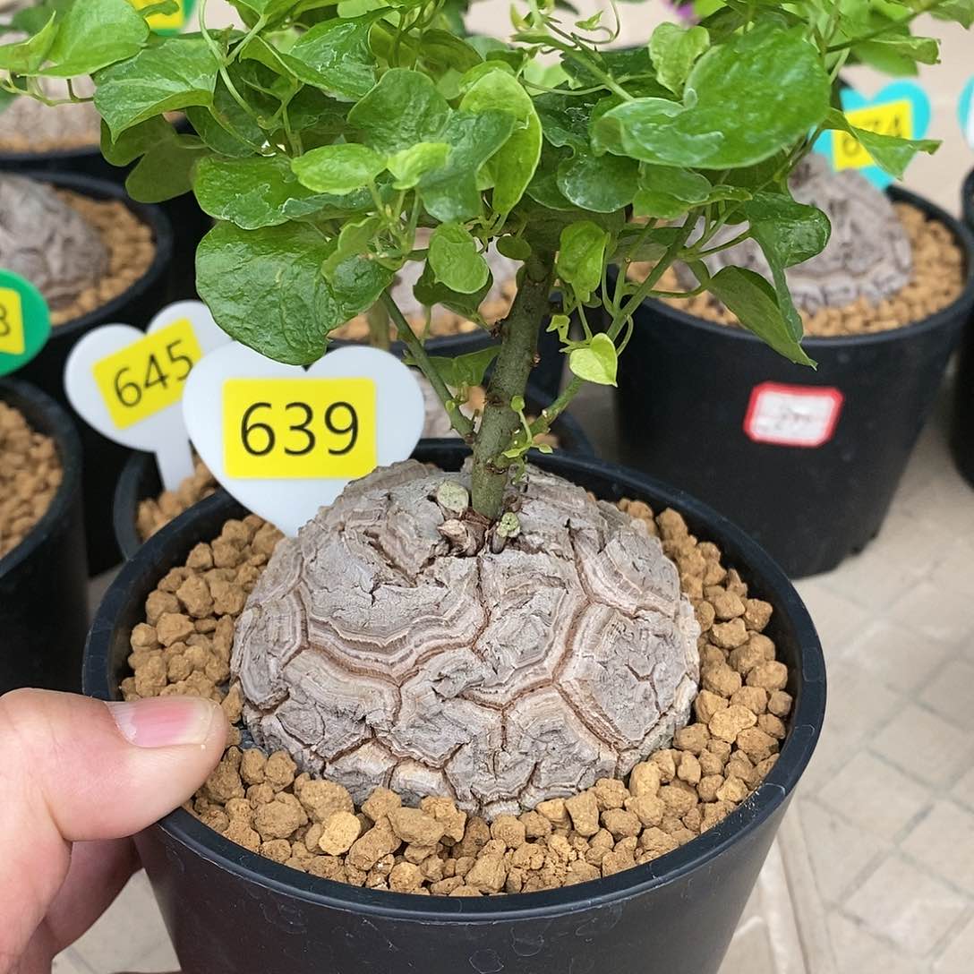 南非龟甲龙龟甲龙