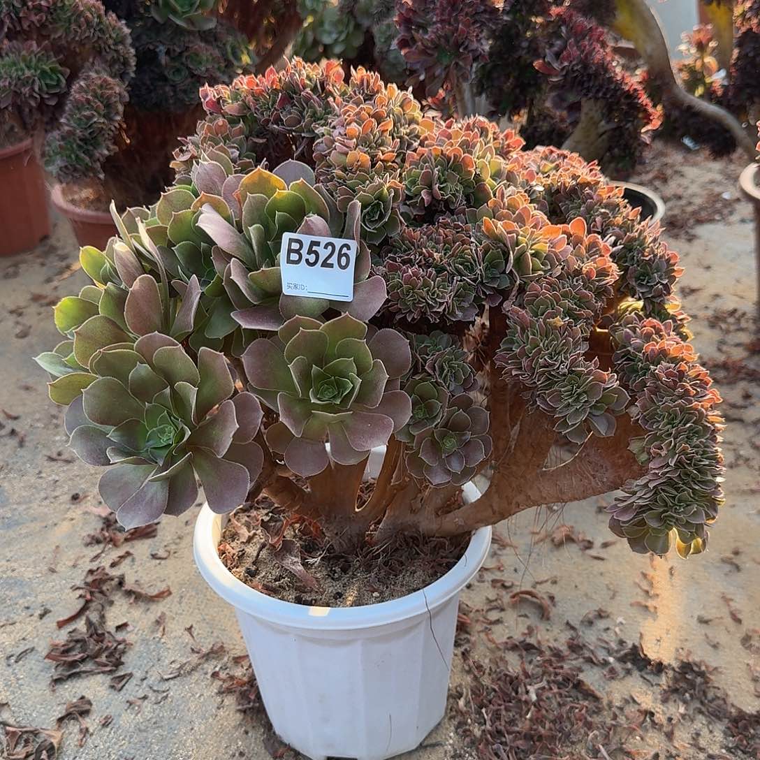 526玫瑰一颗呀呀呀