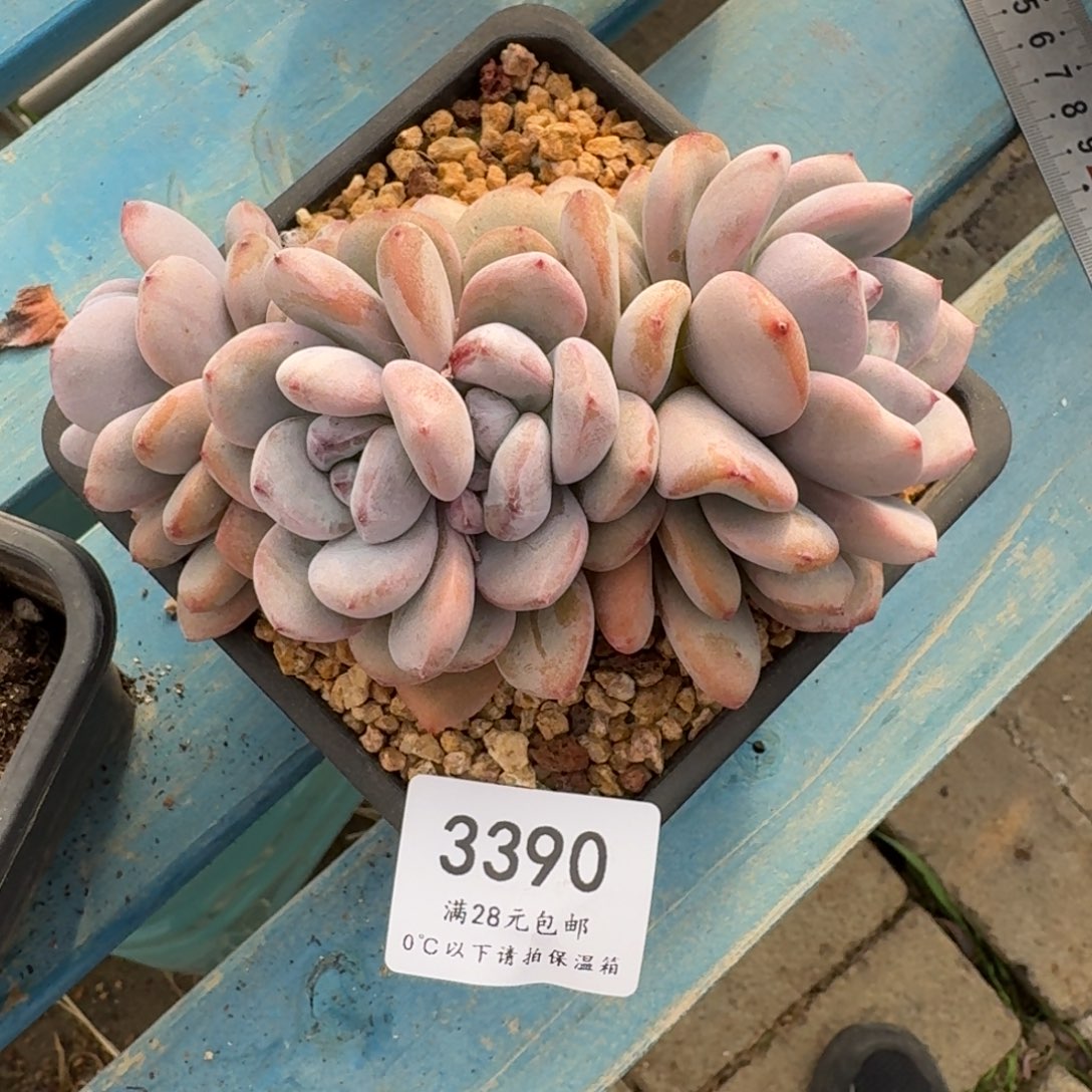 3390星星雪无砍14cm