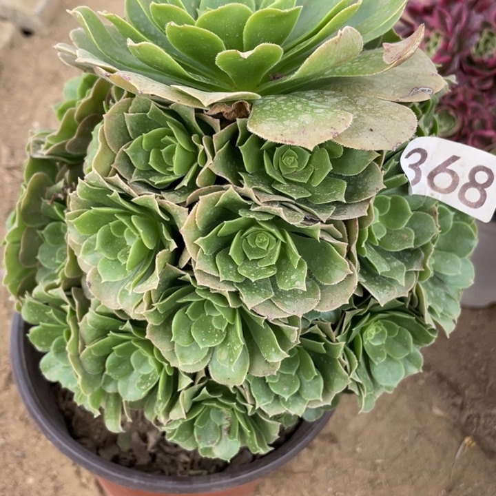 368多肉植物绿玫瑰