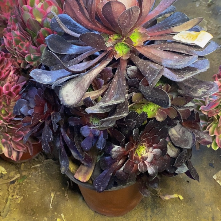 墨铜拉丝多肉5896