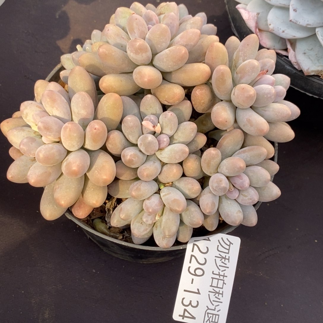 奶*?两单包邮1229-134汤圆