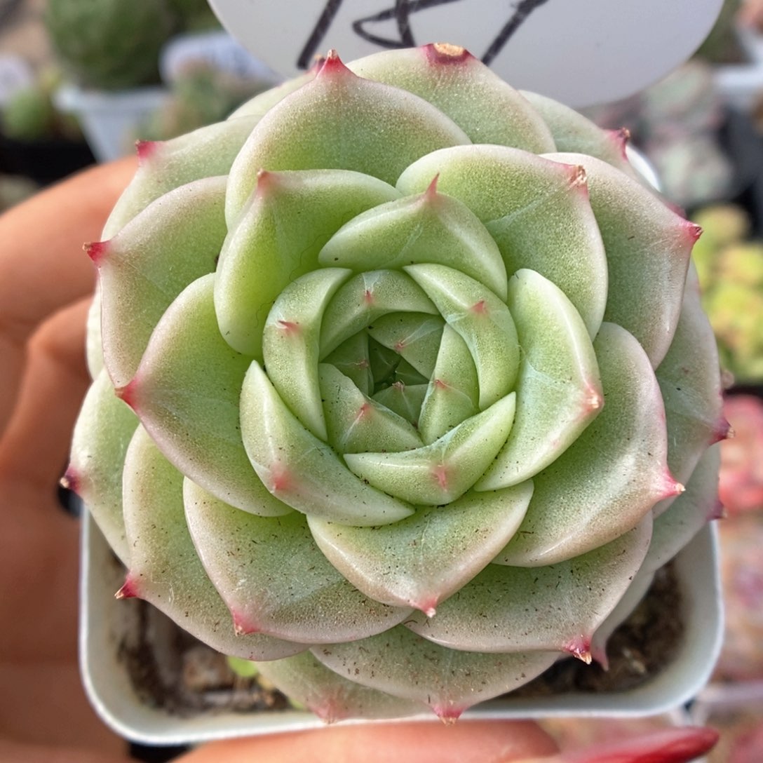 白底麦秆可拍959号。