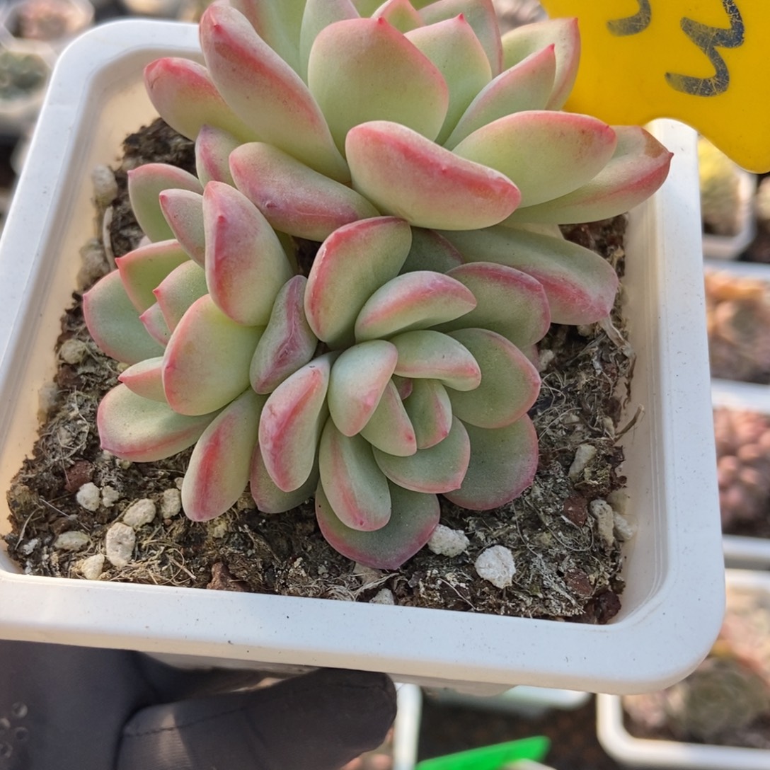 633泡芙多肉植物多肉