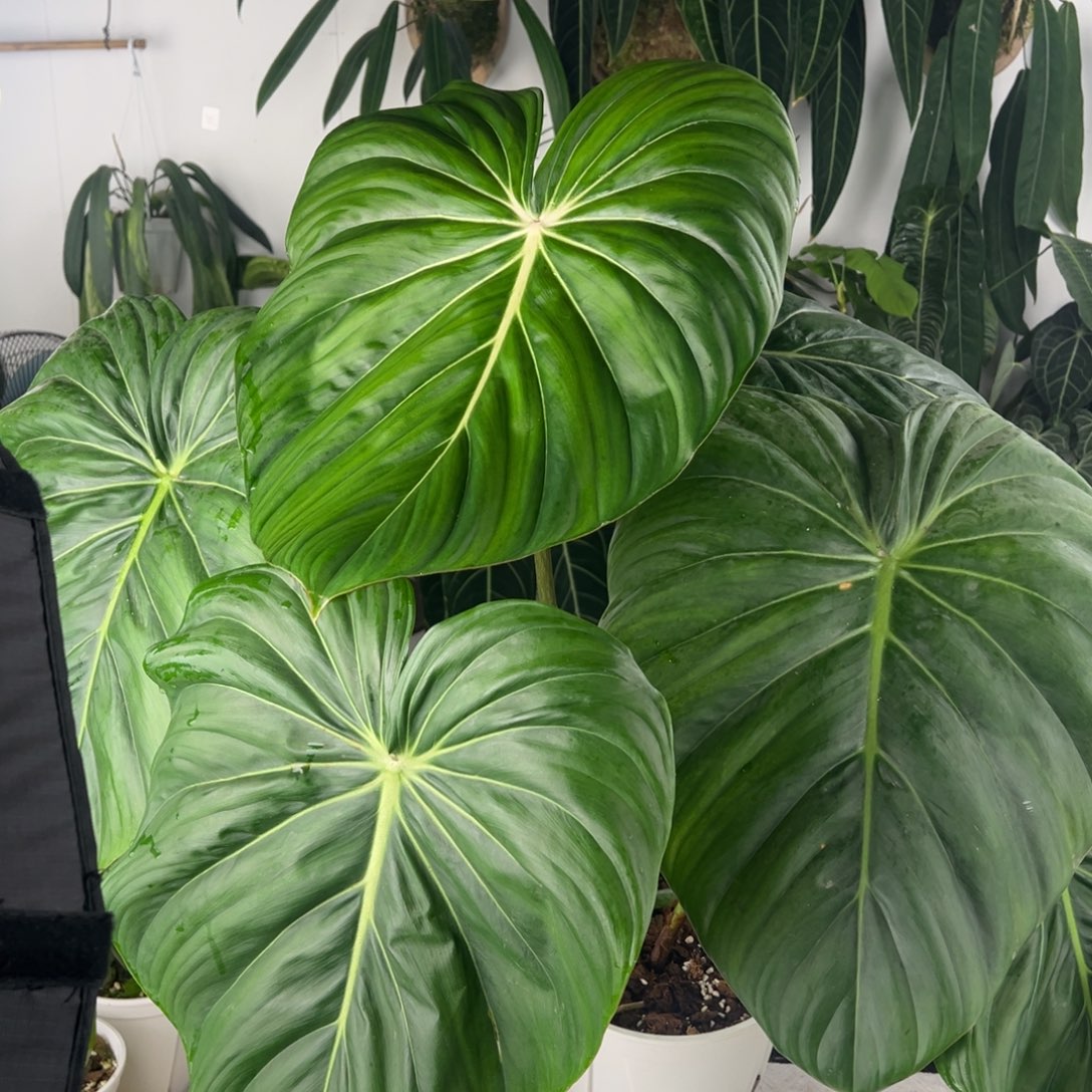 完全开放超大麦克整高88冠幅90