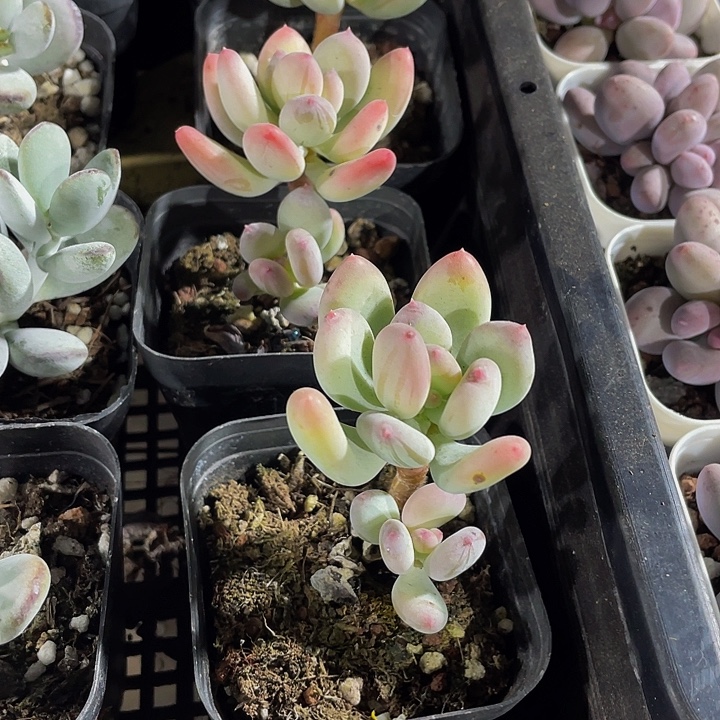 单头苹果奶带盆土发