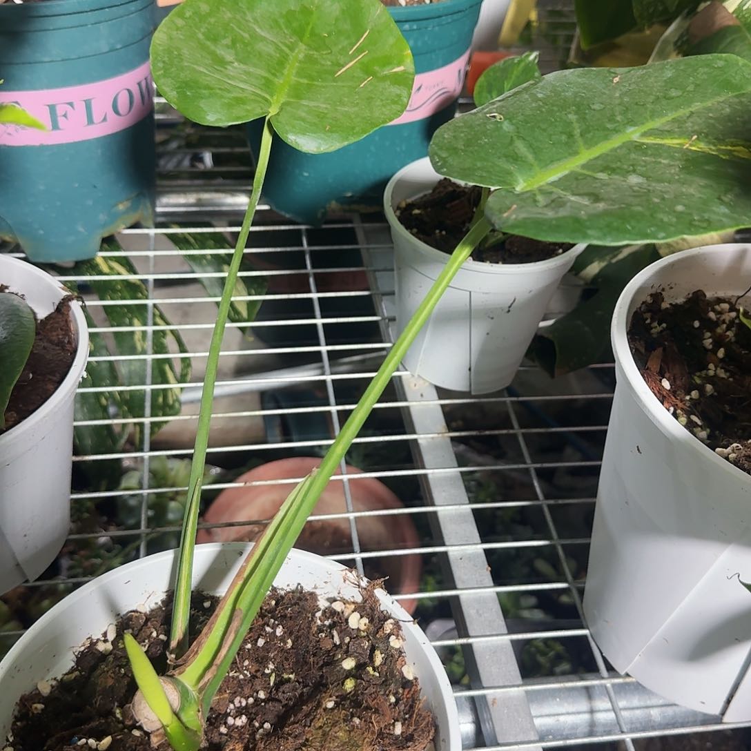 无花朵A*短黄龟背竹一物一拍