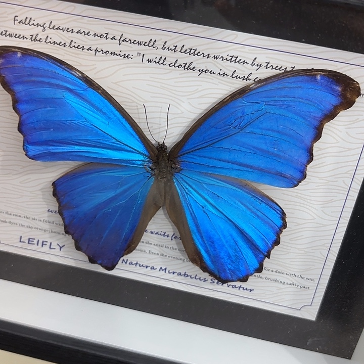 0***7蝴蝶标本定制125@