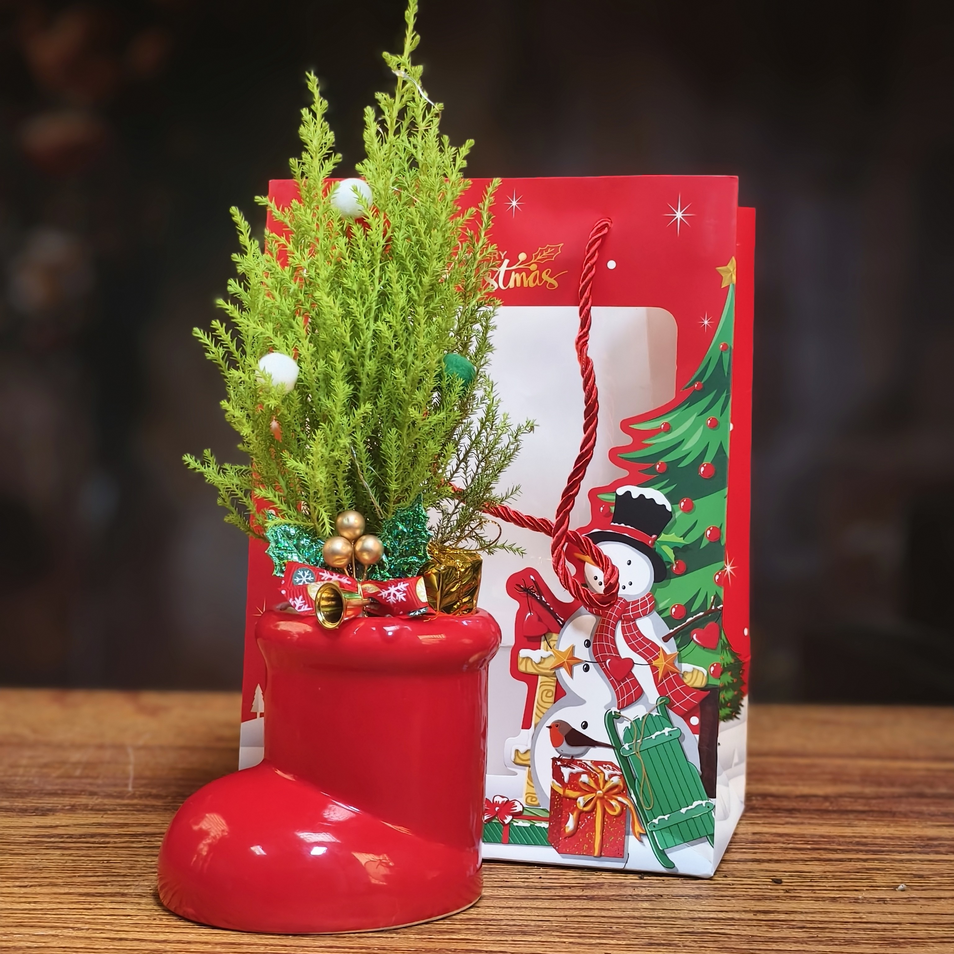 阿童木的圣诞鞋(小香松)室内桌面绿植节日装饰净化空气好养