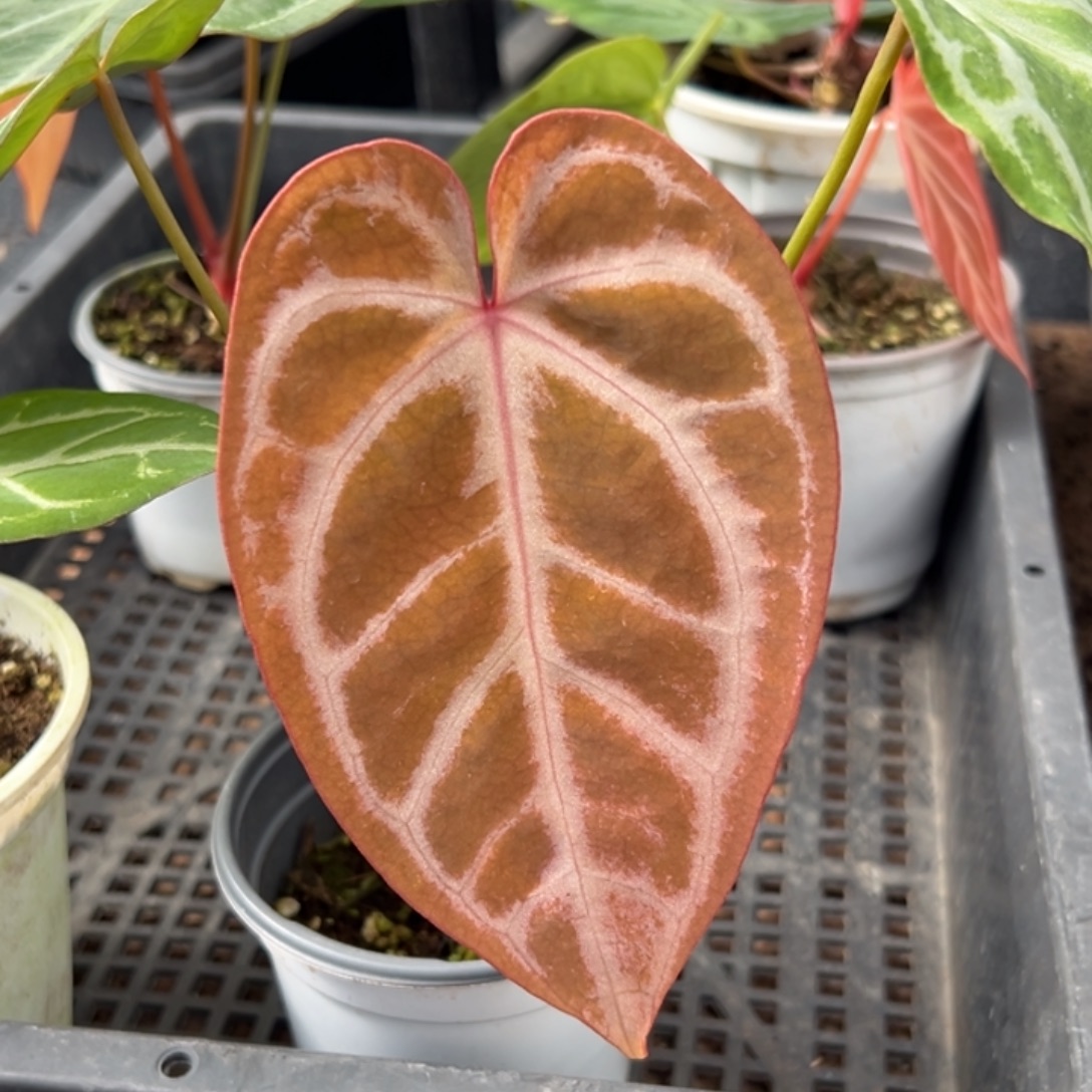 不开花植物红水晶x撕裂纹