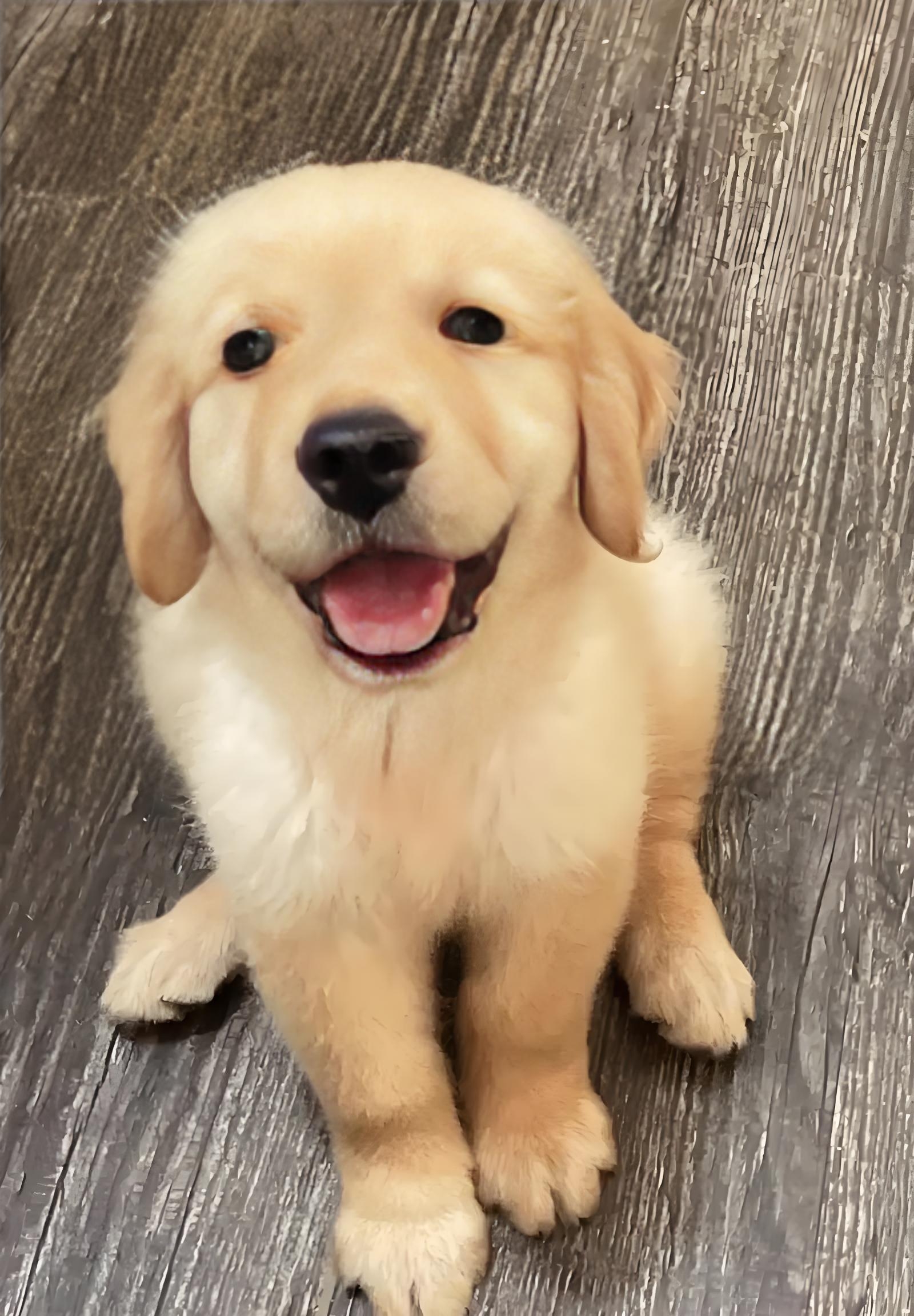 西昌市宠物狗基地小金毛犬毛疏子