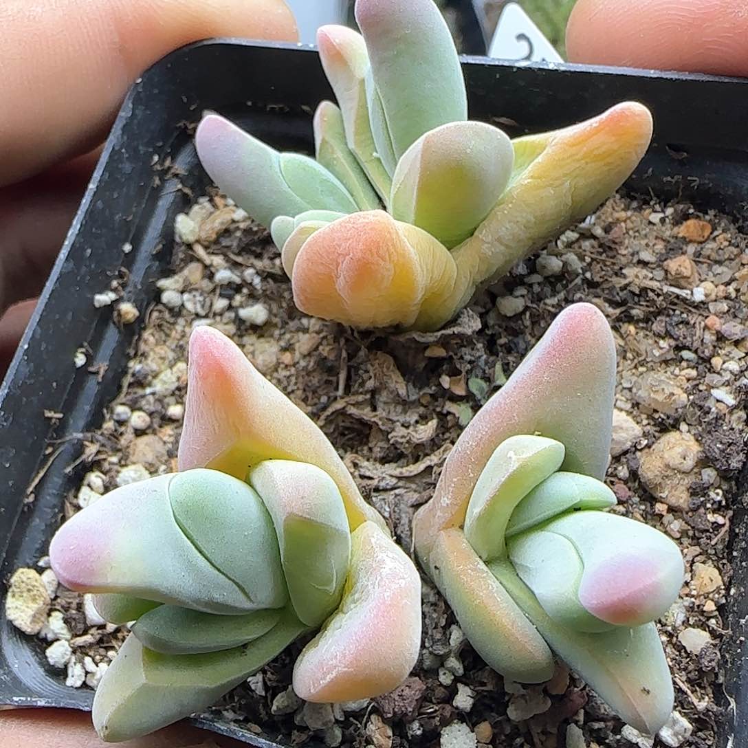 脱土满28包邮25694