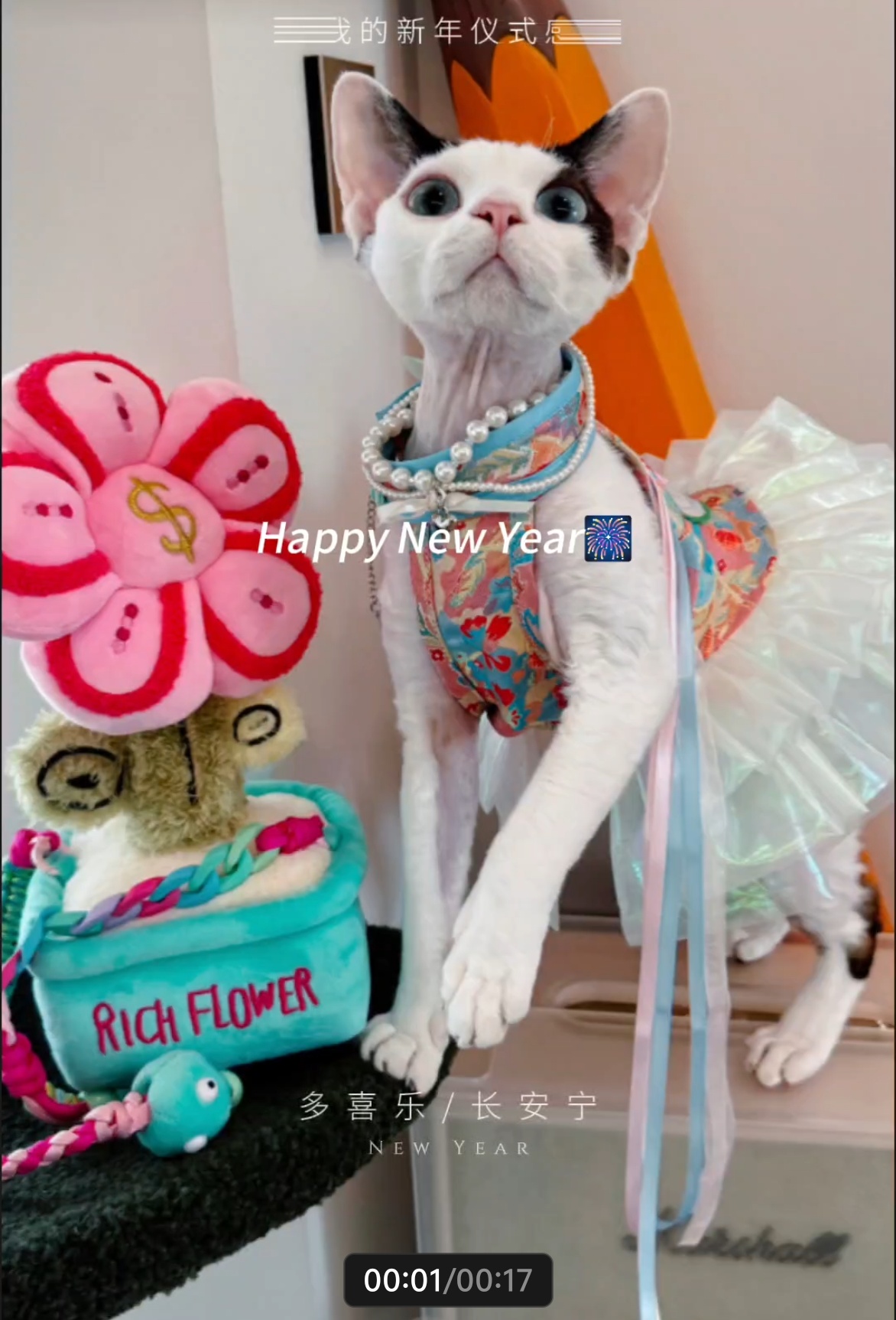 夏季薄款猫衣服连衣裙短裙纱裙蓬蓬裙高质感穿搭韩系