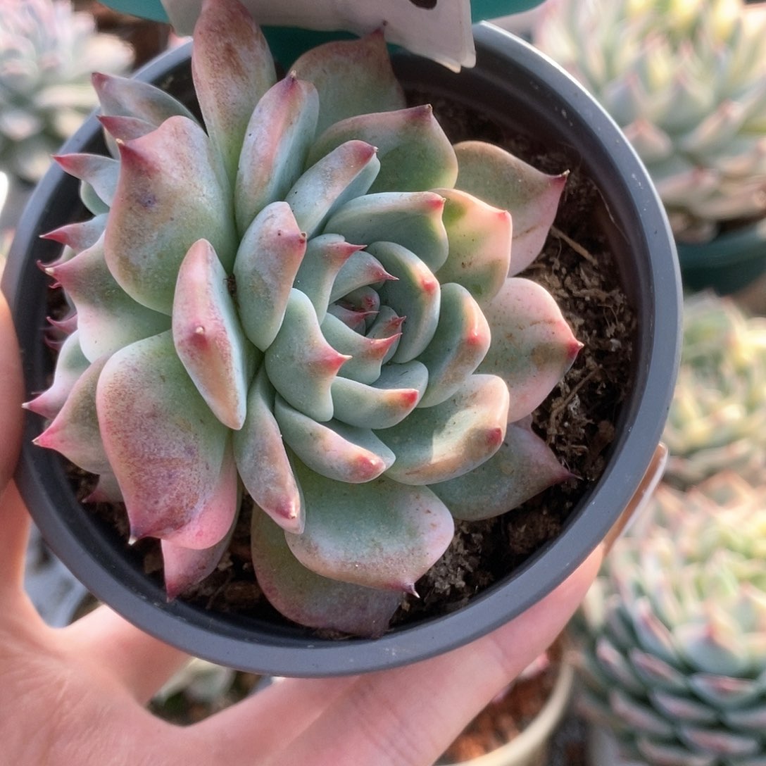 745锦锦锦锦锦锦锦