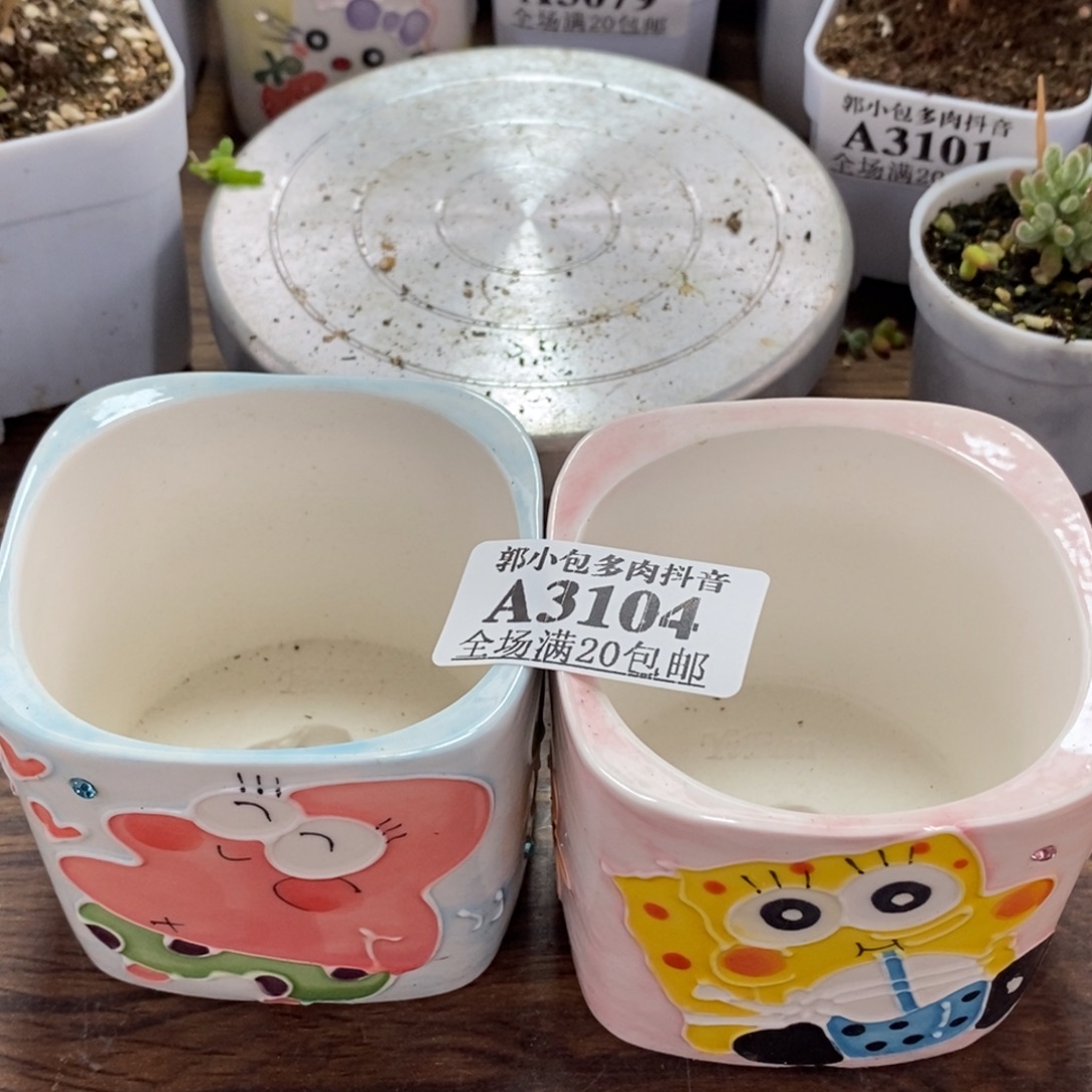 ʚ***ꪶ盆补差3104枝干番杏