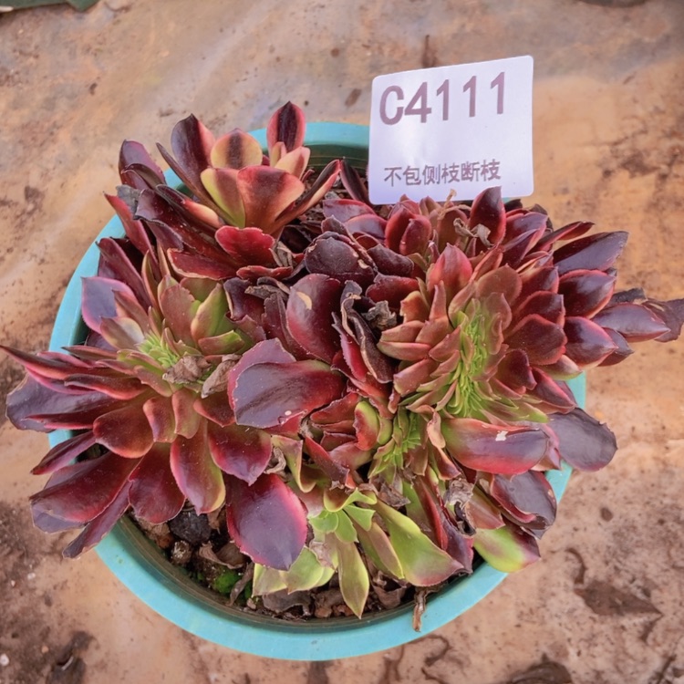 【闪购商品】4111多肉