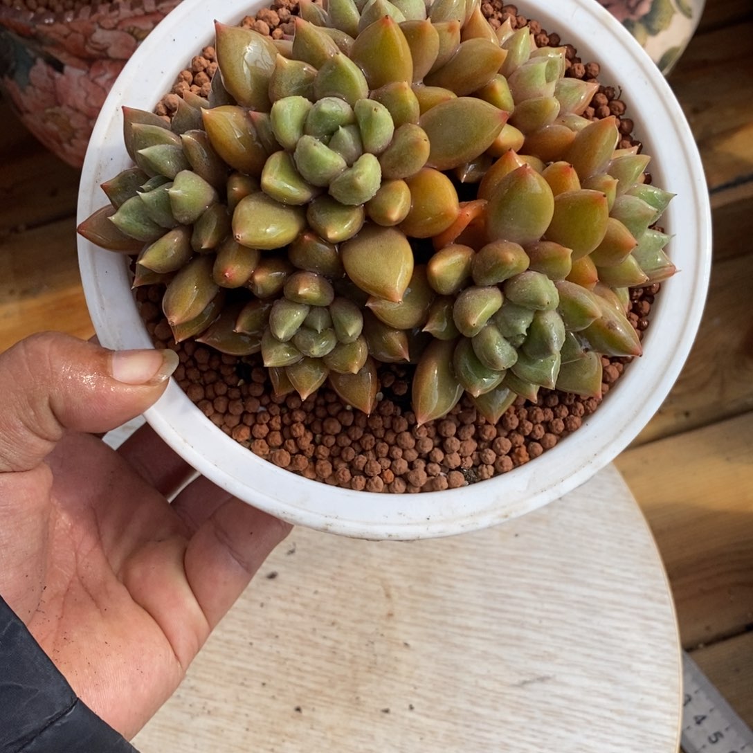 红象牙群多肉植物