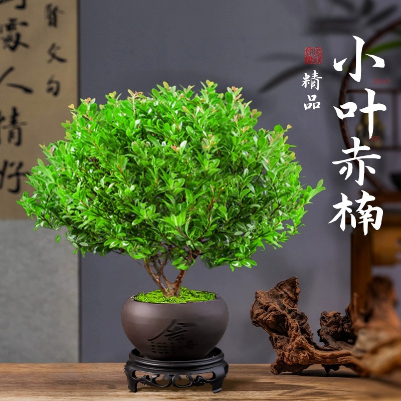 小叶赤楠盆景金丝楠木盆栽精品老桩植物室内办公室四季绿植花卉